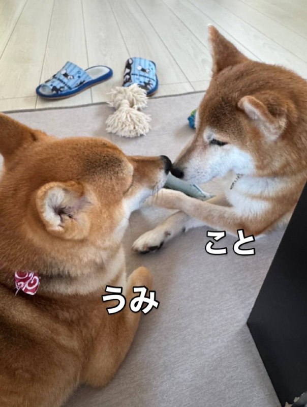 Koto - Rikowako Mama's New Dog