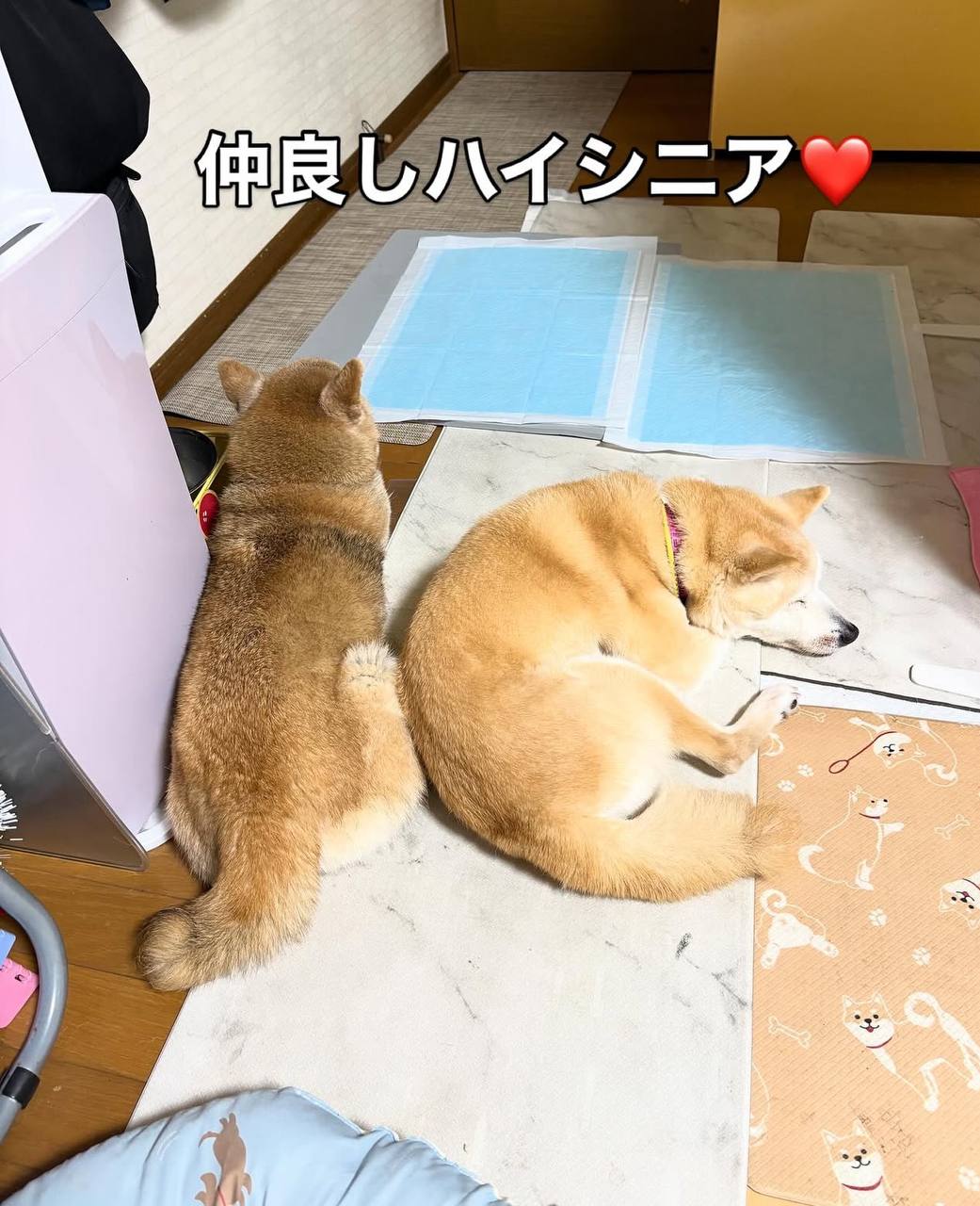 Koto Dog Photo 2