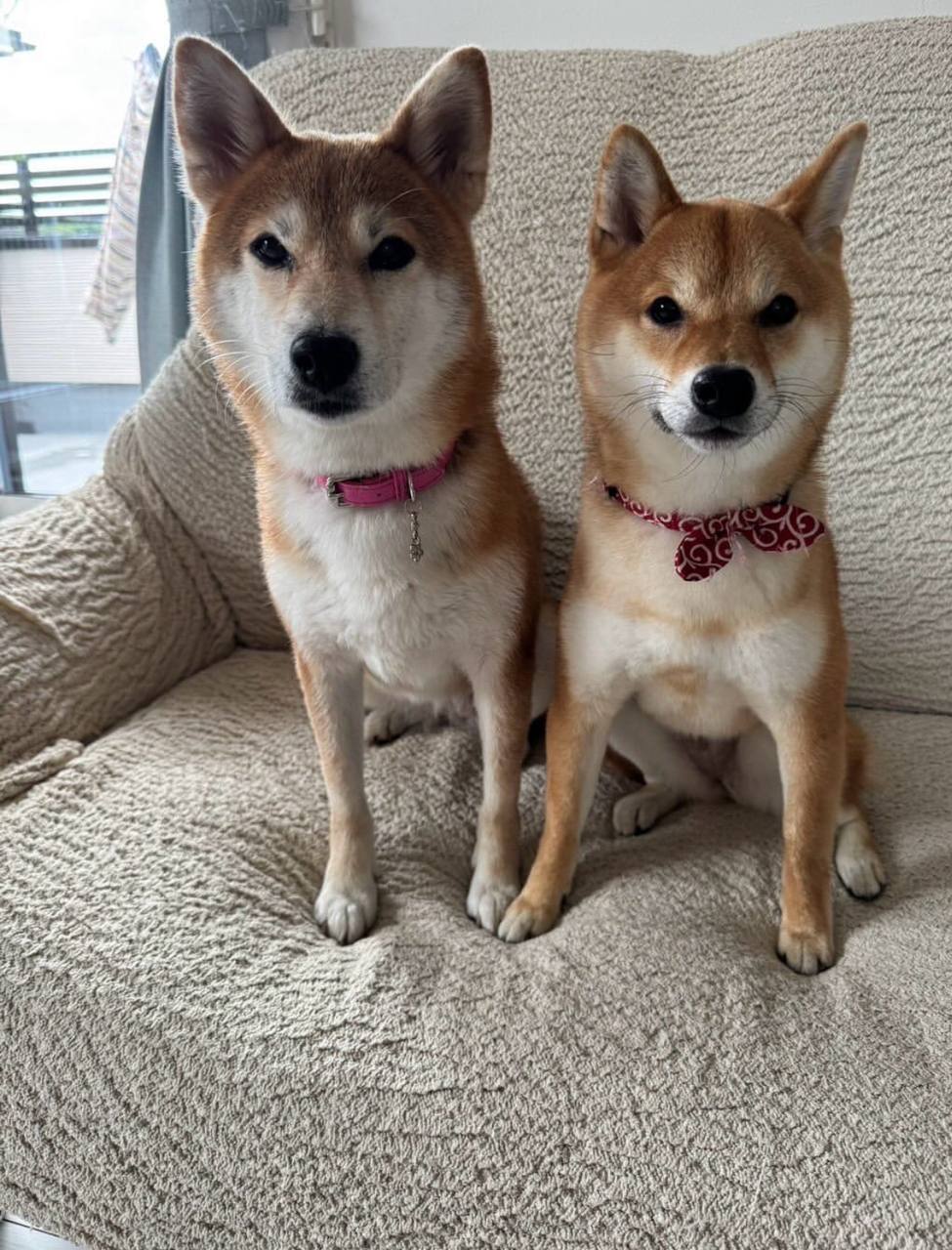 Koto Dog Photo 3